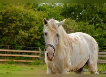 PRE, Wallach, 5 Jahre, 163 cm, Schimmel