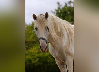 PRE, Wallach, 5 Jahre, 163 cm, Schimmel