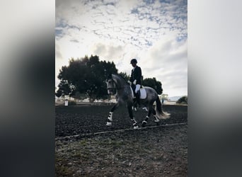 PRE, Wallach, 5 Jahre, 164 cm, Apfelschimmel