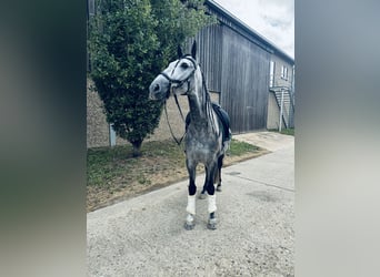 PRE Mix, Wallach, 5 Jahre, 164 cm, Apfelschimmel
