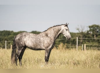 PRE Mix, Wallach, 5 Jahre, 164 cm, Apfelschimmel