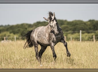 PRE Mix, Wallach, 5 Jahre, 164 cm, Apfelschimmel