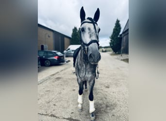 PRE Mix, Wallach, 5 Jahre, 164 cm, Apfelschimmel