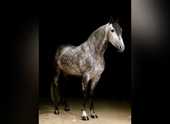 PRE Mix, Wallach, 5 Jahre, 164 cm, Apfelschimmel