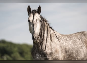 PRE Mix, Wallach, 5 Jahre, 164 cm, Apfelschimmel