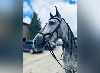 PRE Mix, Wallach, 5 Jahre, 164 cm, Apfelschimmel