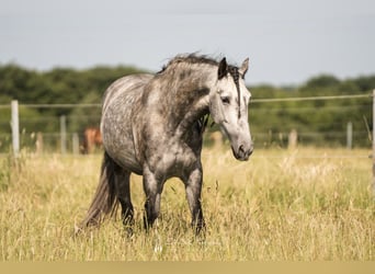 PRE Mix, Wallach, 5 Jahre, 164 cm, Apfelschimmel