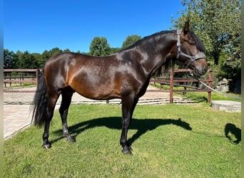 PRE Mix, Wallach, 5 Jahre, 164 cm, Brauner