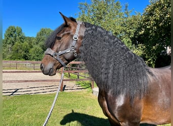 PRE Mix, Wallach, 5 Jahre, 164 cm, Brauner