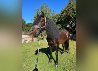 PRE Mix, Wallach, 5 Jahre, 164 cm, Brauner