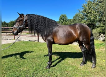 PRE Mix, Wallach, 5 Jahre, 164 cm, Brauner