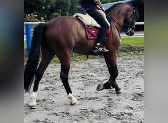 PRE, Wallach, 5 Jahre, 164 cm, Brauner