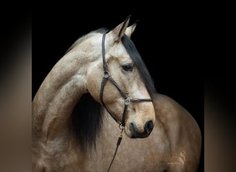 PRE Mix, Wallach, 5 Jahre, 164 cm, Falbe
