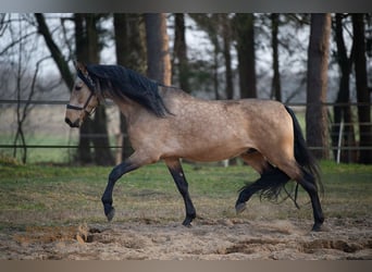 PRE Mix, Wallach, 5 Jahre, 164 cm, Falbe