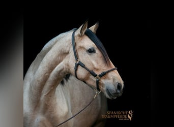 PRE Mix, Wallach, 5 Jahre, 164 cm, Falbe