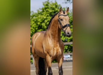 PRE, Wallach, 5 Jahre, 164 cm