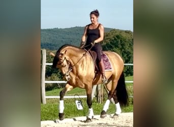 PRE, Wallach, 5 Jahre, 164 cm
