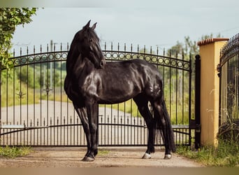 PRE Mix, Wallach, 5 Jahre, 164 cm, Rappe