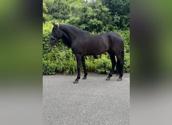 PRE Mix, Wallach, 5 Jahre, 164 cm, Rappe