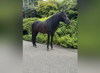 PRE Mix, Wallach, 5 Jahre, 164 cm, Rappe