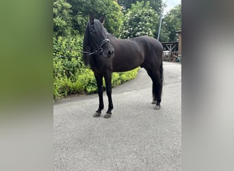 PRE Mix, Wallach, 5 Jahre, 164 cm, Rappe