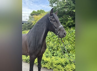 PRE Mix, Wallach, 5 Jahre, 164 cm, Rappe