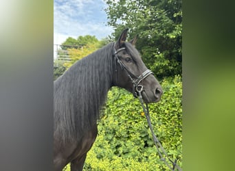 PRE Mix, Wallach, 5 Jahre, 164 cm, Rappe
