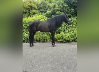 PRE Mix, Wallach, 5 Jahre, 164 cm, Rappe