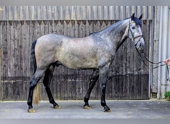 PRE, Wallach, 5 Jahre, 164 cm, Rappschimmel