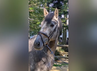 PRE, Wallach, 5 Jahre, 164 cm, Rappschimmel