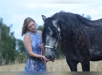 PRE, Wallach, 5 Jahre, 164 cm, Schimmel