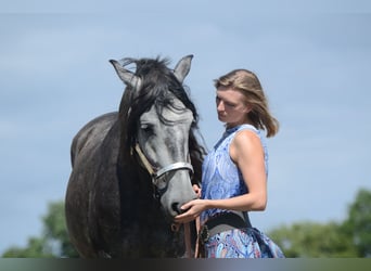 PRE, Wallach, 5 Jahre, 164 cm, Schimmel