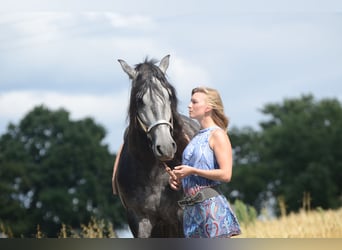 PRE, Wallach, 5 Jahre, 164 cm, Schimmel