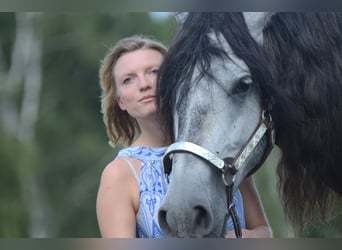 PRE, Wallach, 5 Jahre, 164 cm, Schimmel