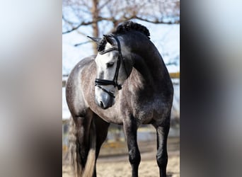 PRE Mix, Wallach, 5 Jahre, 164 cm, Schimmel