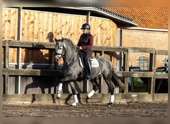PRE Mix, Wallach, 5 Jahre, 164 cm, Schimmel