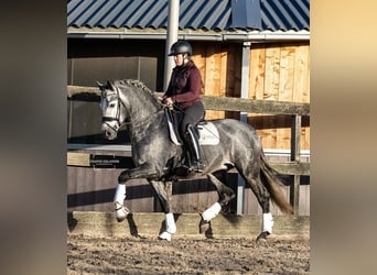 PRE Mix, Wallach, 5 Jahre, 164 cm, Schimmel