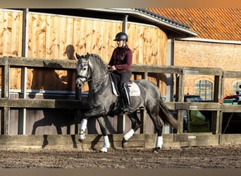 PRE Mix, Wallach, 5 Jahre, 164 cm, Schimmel