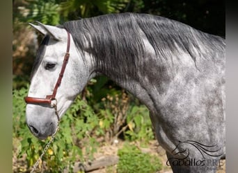 PRE Mix, Wallach, 5 Jahre, 164 cm, Schimmel