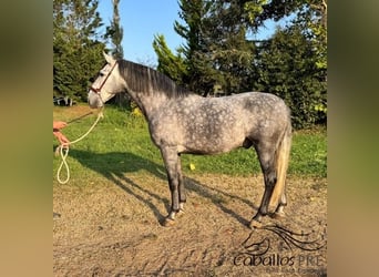 PRE Mix, Wallach, 5 Jahre, 164 cm, Schimmel