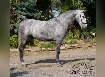 PRE Mix, Wallach, 5 Jahre, 164 cm, Schimmel