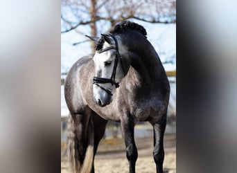 PRE Mix, Wallach, 5 Jahre, 165 cm, Apfelschimmel