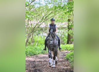 PRE Mix, Wallach, 5 Jahre, 165 cm, Apfelschimmel