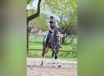 PRE Mix, Wallach, 5 Jahre, 165 cm, Apfelschimmel