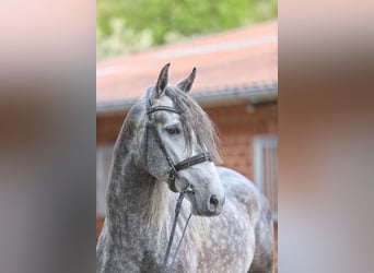 PRE Mix, Wallach, 5 Jahre, 165 cm, Apfelschimmel