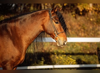 PRE, Wallach, 5 Jahre, 165 cm, Brauner