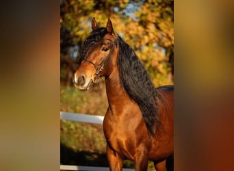 PRE, Wallach, 5 Jahre, 165 cm, Brauner