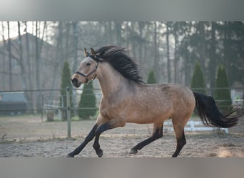 PRE Mix, Wallach, 5 Jahre, 165 cm, Buckskin