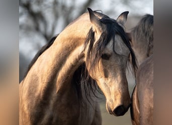 PRE Mix, Wallach, 5 Jahre, 165 cm, Buckskin