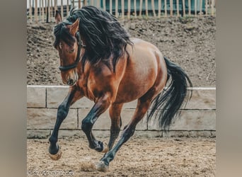 PRE, Wallach, 5 Jahre, 165 cm, Dunkelbrauner